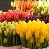 flores frescas fontibon Envoltorio de regalo Ramo 20 Tulipanes Naturales Variados para Regalar. PORTES GRATIS