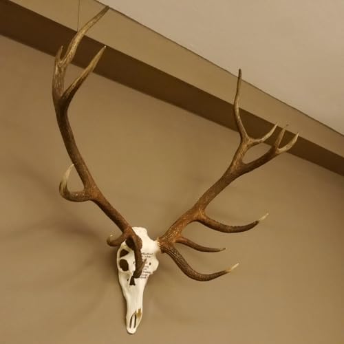 GTK - Geweihe & Trophäen KRUMHOLZ Rothirschgeweih ung. 14 Ender Hirsch Grafenwöhr Höhe 103 cm Stangen Hirschgeweih Geweih
