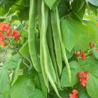 Kings SeedsRunner Bean Benchmaster