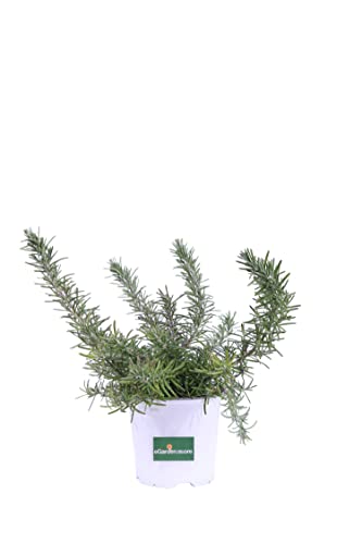 Pianta di Rosmarino Prostrato Pianta Rosmarinus Officinalis Prostratus pianta tappezzante pianta da giardino pianta ornamentale pianta aromatica pianta vera venduta da eGarden.store (Vaso 14 cm)