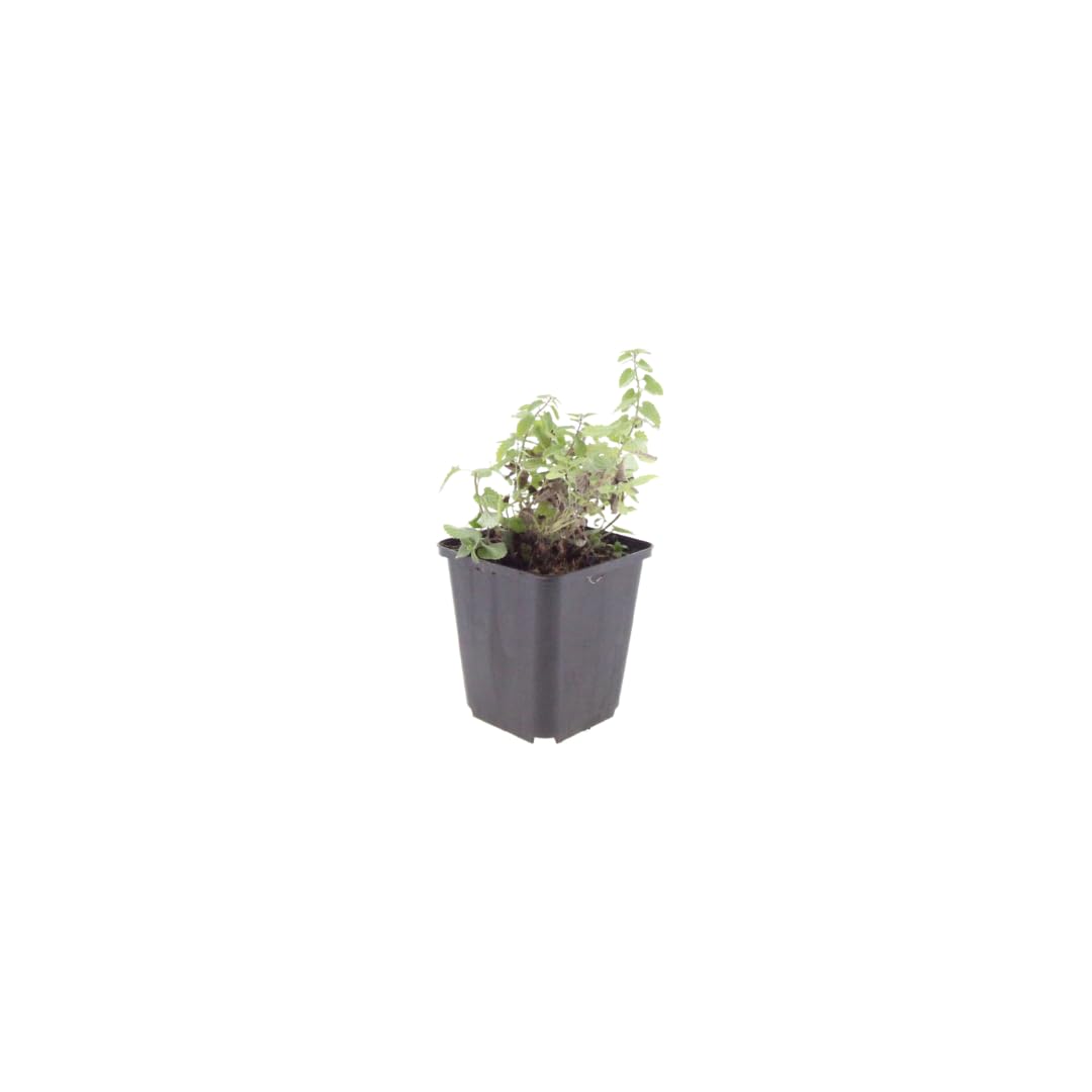 Rośliny kocimiętki, do ogrodu, niebiesko-fioletowe, zestaw 48 sztuk, 10-25 cm, Ø 9 cm