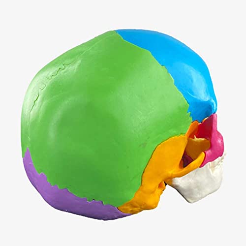 Modèle anatomique de crâne coloré pour entraînement médical de la Ligue