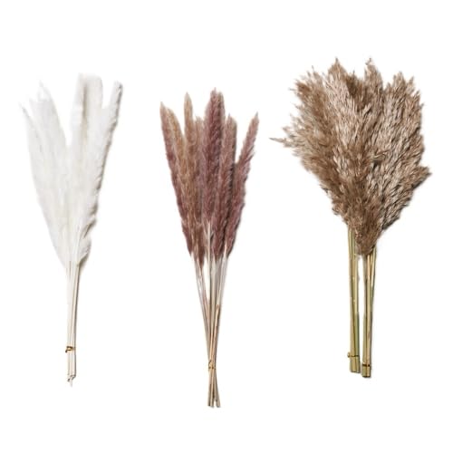 Ramo grande de 30 piezas de pasto Pampas natural seco