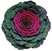 Ornamental Cabbage Pigeon Purple 4 seeds