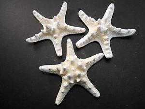 3 Large Knobby White Starfish 4"-5" Beach Cottage Wedding Decor Nautical Crafts - Beach Nautical décor