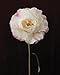 Pretty Peonies: 20 Different Notecards and Envelopes (Floral Stationery Set, Flower Photography Notecards)
