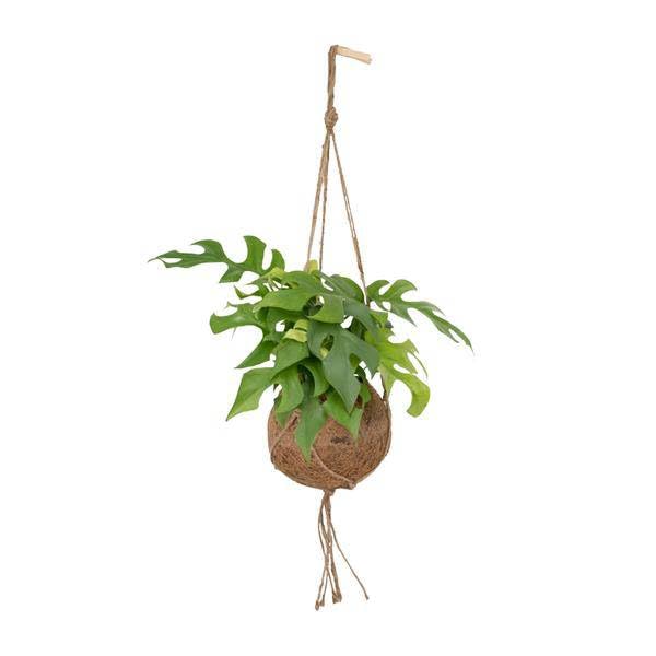 Lochpflanze Monstera Minima Zimmerpflanze Ø15 cm 25 cm