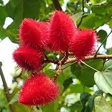 HERBALISM Bixa orellana Latkan Annatto Rangamali Kumkum Sinduri Lotkons Jolandhar Lipstick Tree Living Plant (B095253XBL) Amazon Price History, Amazon Price Tracker