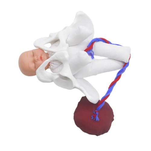 Modèle d'anatomie de bassin obstétrical en PVC pour résoudre les difficultés d'apprentissage