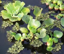 Water lettuce plants live (Pack of 4) (B0CWD6D32L) Amazon Price History, Amazon Price Tracker