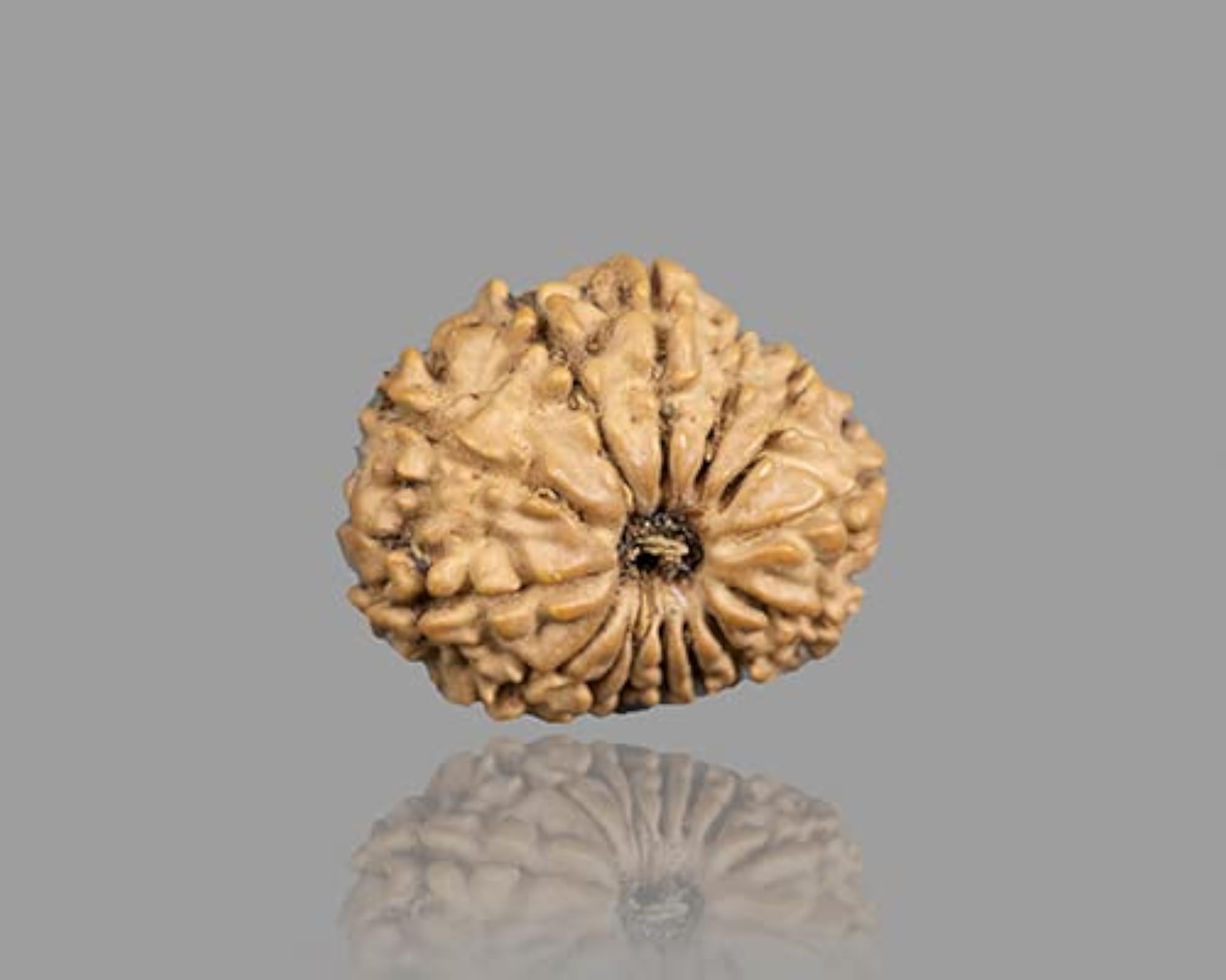 Nepal Bead 14 Mukhi Rudraksha Brown Beads Certified