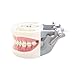 Typodont Teeth Model-Dental Assistant Accessories,Standard Study Teaching Dental Mode with All Removable Teeth,Dental Hygiene Student Must Haves