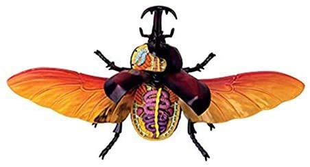 Anatomisches Modelltier, Hirschkäferorgan, Anatomisches Modell - Didaktisches Modell für biologische Insekten in 21 Teilen