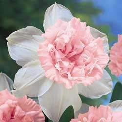 (7) Rosy Cloud Daffodil, Double Pink Flowers, Daffodil/Narcissus Bulbs, Pink Flowering & Fragrant Deer/Rodent Proof Fresh Easy to Grow Bulbs (7) Rosy Cloud Daffodil, Double Pink Flowers, Daffodil/Narcissus Bulbs, Pink Flowering & Fragrant Deer/Rodent Proof Fresh Easy to Grow Bulbs