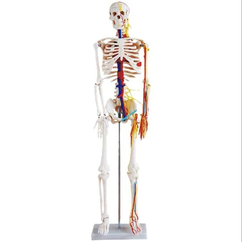 BTC INSTRUMENTS Human Skeleton