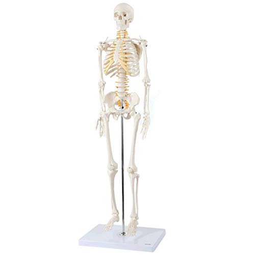 Axis Scientific Mini Human Skeleton Model with Metal Stand, 31" Tall with Removable Arms and Legs, Easy to Assemble, Includes Detailed Product Manual for Study #1