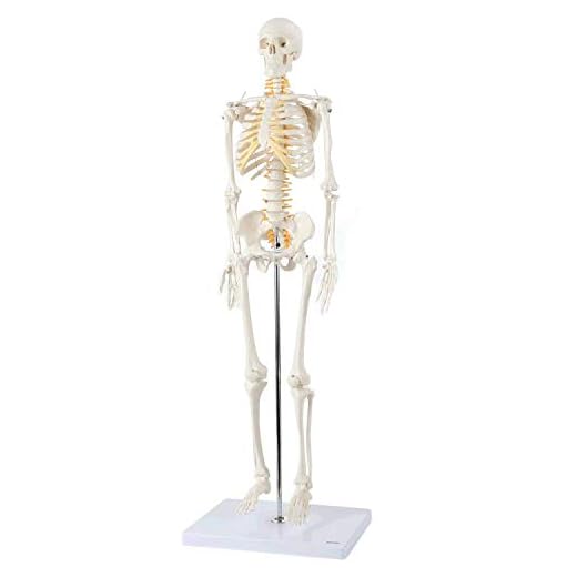 Axis Scientific Mini Human Skeleton Model with Metal Stand, 31" Tall with Removable Arms and Legs, Easy to Assemble, Includes Detailed Product Manual for Study, Worry Free 3 Year Warranty