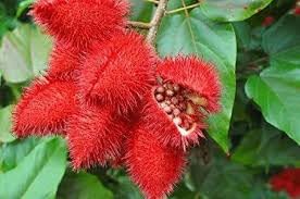 See full amazon price history chart for Sindoor Live Plant (Original Variety In Origin India Pack Of-1) Healthy Plant With- 1 Pot Sindoor Live Plant (Original Variety In Origin India Pack Of-1) Healthy Plant With- 1 Pot (B0D1FR4C3J) Amazon Price History, Amazon Price Tracker