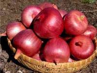 Miniatura 7 de Cebolla italiana grande Ramata di Milano Rossa Alrededor de 300 semillas