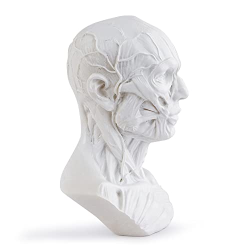 Image of Gaolinci 4-Inch Portable Human Model Craft Anatomy Skull Head Muscle Bone Medical Artist Drawing Study