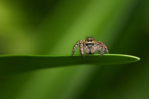 TOKINA TO 1 FIRIN 100 - vue 10