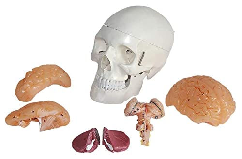Modelo Esqueleto Modelo cráneo Humano Natural 8 Piezas Modelo anatómico Modelo enseñanza órganos médicos Adultos Anatomía Humana científica demostración médica