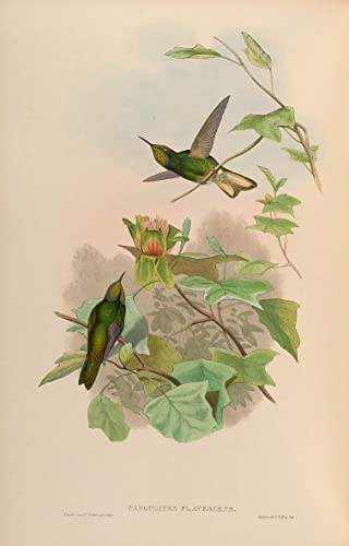 Impression sur toile oiseau John Gould grand format pour décoration murale