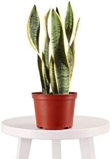 Leaf & Linen 4" Grow Pot, Live Indoor/Outdoor-Air Houseplant and Office Décor | Bright Light Collection, 4 INCH, Snake Plant-Sanseveria Laurentii
