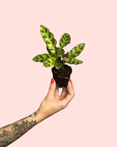 Calathea Lancifolia Mini | Plantas Naturales Interior | Pur Plant