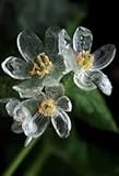 New Fresh 200pcs Skeleton Flowers astilboides tabularis Seeds Generic