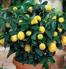 AZIZ GAZI NURSERY Lemon Grafted Live Plant | Lemon Seedless All Season Container Suitable Plant | Healthy Live Plant | Nimbu Live Plant with Grow Bag | Plant for Outdoor & Home Garden (Yellow) (B0B1M5G9XM) Amazon Price History, Amazon Price Tracker