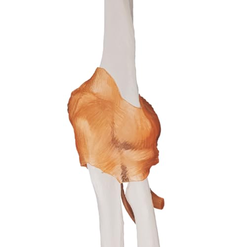 Modèle d'articulation du coude anatomique flexible 1:1 avec ligaments et base - 2