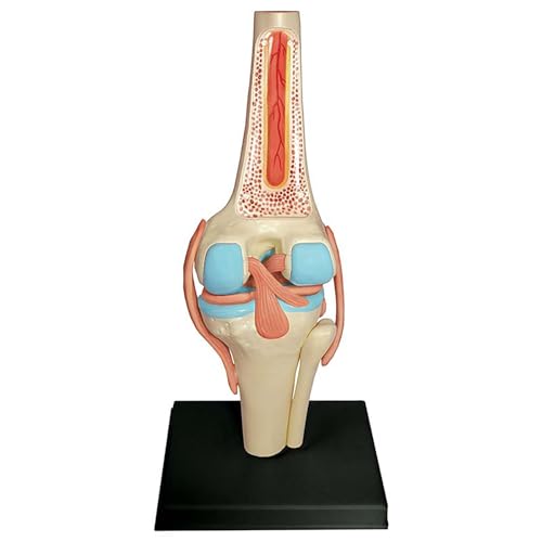 Modèles anatomiques 4D AMITD enseignement médical anatomie humaine corps