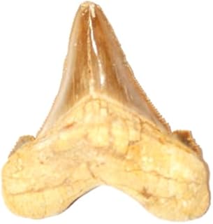 otodus sokolovi Fossil (Fossils) DAK23