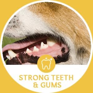 Image of Scooby Chews Buffalo Trachea for Dog 100% Natural Pet Treats, Long Lasting Crunchy Dog Chews, Single Ingredient Sticks, Promotes Joint, Dental Health, High Protien Snacks Pack (14 Count (Pack of 1))