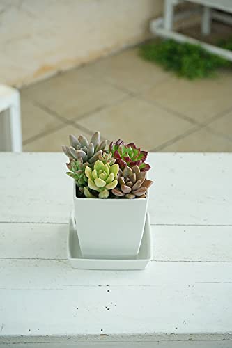 Amazon | はなみどり 多肉植物 寄せ植え スクエア白鉢 1鉢 | 鉢