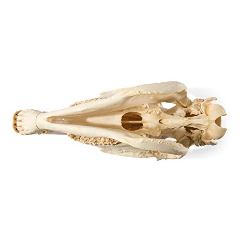 Image of 3B Scientific GmbH T300171 Horse Skull