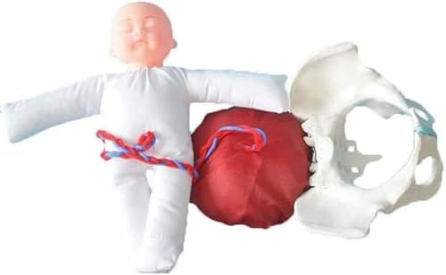 Simulateur de pelvis et fœtus AMITD en taille réelle anatomique - 3