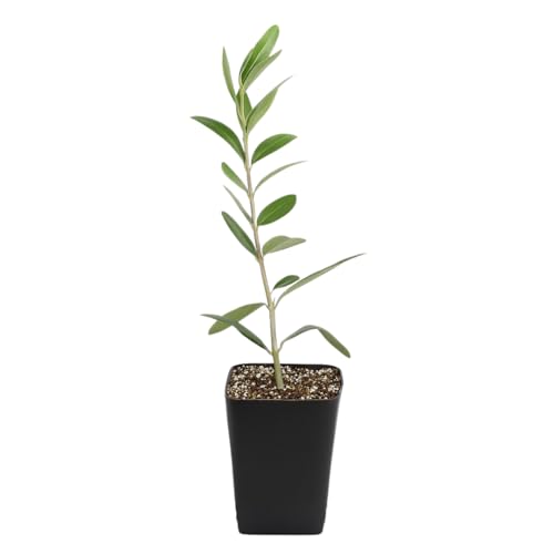 MYSHELFIE Dwarf Olive Tree Starter Plant, 2 Inch Pot, Indoor Outdoor Bonsai (1)