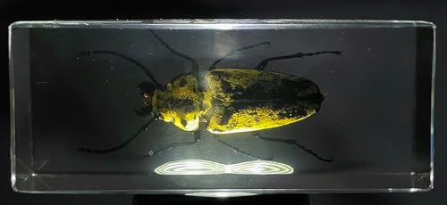 Image of 4.3 inch Real Trictenotomid Beetle in Crystal Clear Lucite Resin Specimen Preserved Large Trictenotoma Davidi Deyrolle Insect Paperweight Taxidermy Collection for Biology Science Education Display