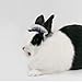 Barn Eleven Small Animals Hat Rabbit Cap Pet Headgear Kitty Head Accessories for Ferret Guinea Pig Squirrel Kitten Mini Dog and Small Breeds (Small,Blue)