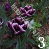 200 semi di PC, di alta qualità semi di piante tulipano, Fiore 25 selezione di varietà di semi