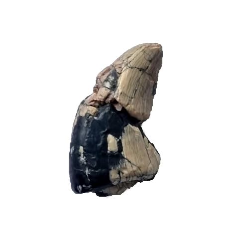 afrovenator abakensis Dinosauro Fossili (Fossili) DIT61