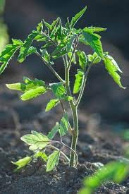 Tomato live plants for home garden, High germination (Pack of 5) (B0CM9JV6HK) Amazon Price History, Amazon Price Tracker
