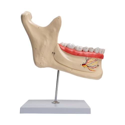 Aouzsta Human Lower Jawbone Teeth Anatomy Model for Diseases Study, Anatomical Mandible and Teeth Model Medical Teaching