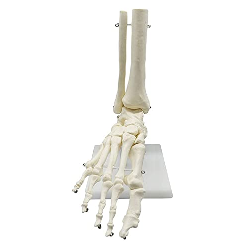 Modèle d'anatomie du pied et squelette de cheville pour l'apprentissage de la podologie