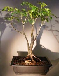 Bonsai Boy's Flowering Gumbo Limbo - Root Over Rock bursera simaruba