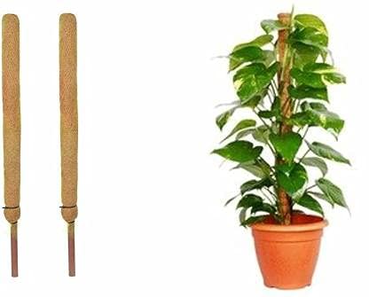 Coco Pole for Climbing Indoor/Money Plants, 2ft, Pack of 1 (B0993RTMZS) Amazon Price History, Amazon Price Tracker
