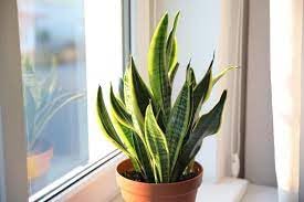 Snake plant indoor live plant big size // big size indoor live plant for snake (pack of 1) (B0CNZ43CPM) Amazon Price History, Amazon Price Tracker