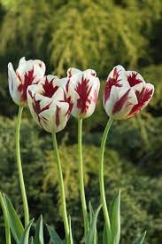 Audbhidhi Tulip “Happy Generation” Bulbs Beautiful Winter Season Flower Bulbs pack of 2 bulbs in packet (B0BB31WRVB) Amazon Price History, Amazon Price Tracker